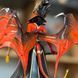 Фигурка из игры DOTA 2 Queen of Pain Королева боли, статуэтка фанатская версия без коробки, 20 см (DOTA 0034)